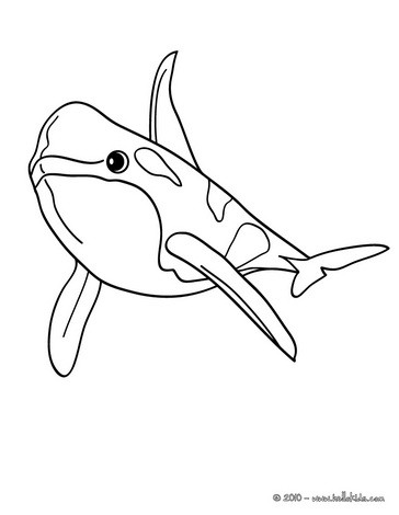 Bottlenose dolphin coloring pages - Hellokids.com