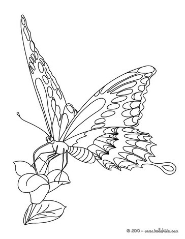 butterflys coloring pages
