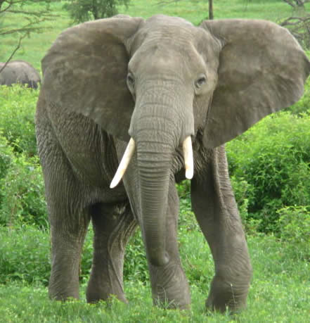 Animals of the World: The Elephant.