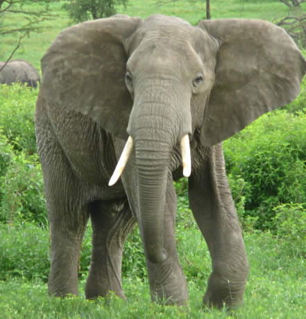 Wild animals elephant pictures