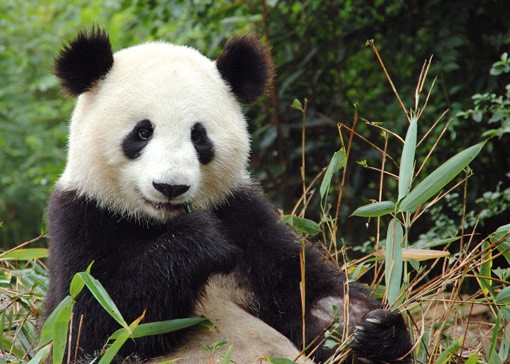 Animals Cute Panda Bears.