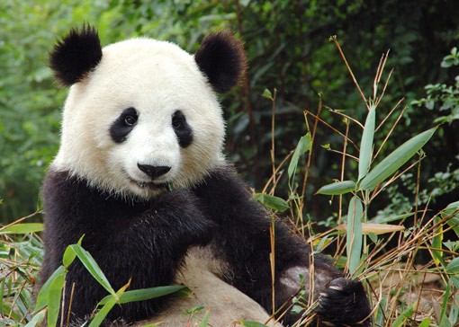 giant-panda_jc9.jpg