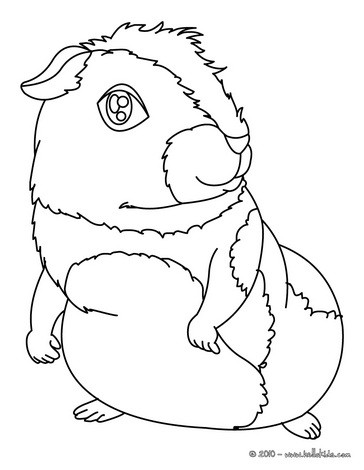  Coloring on Guinea Pig Coloring Page   Guinea Pig Coloring Pages