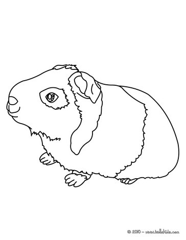  Coloring Pages on Guinea Pig Coloring Page Guinea Pig In A Box Coloring Page Guinea Pig