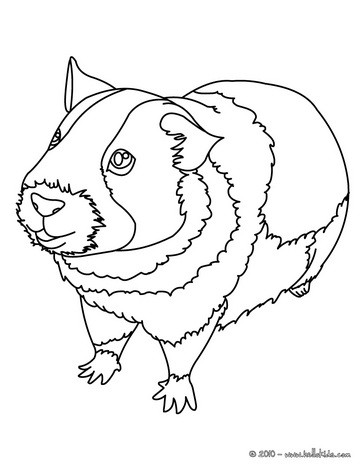  Coloring Sheets on Guinea Pig Picture To Color   Guinea Pig Coloring Pages
