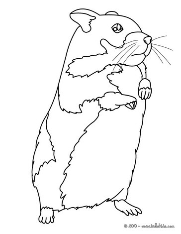Free Printable Coloring Sheets on Hamster Online Coloring   Hamster Coloring Pages