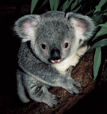 Koala On Tree