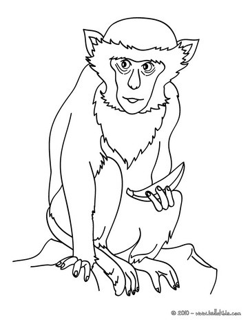 Monkey Coloring Pages on Strange Monkey Coloring Page Elegant Monkey Coloring Page Monkey With