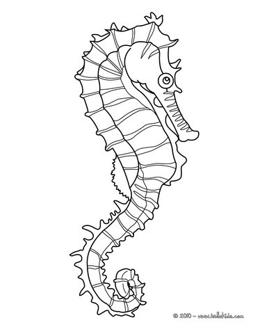 Horse Coloring Sheets on Seahorse To Color In   Seahorse Coloring Pages