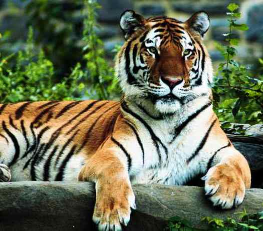 Animals of the World: The Tiger.
