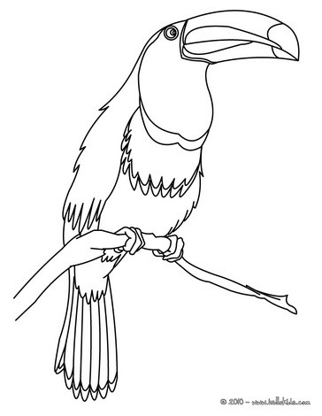 Toco toucan coloring pages Hellokidscom