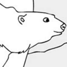 ARCTIC ANIMALS coloring pages - ANIMAL coloring pages - Coloring page