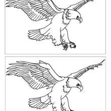 EAGLE spot the 12 differences game