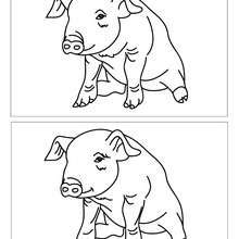 PIG find the 12 difference