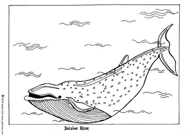 blue whale coloring page