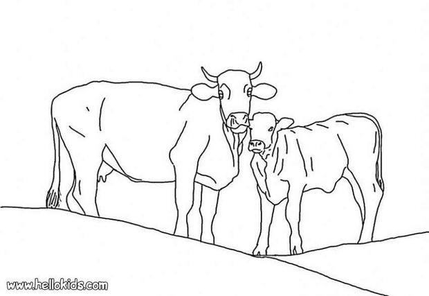 calf coloring pages - photo #40