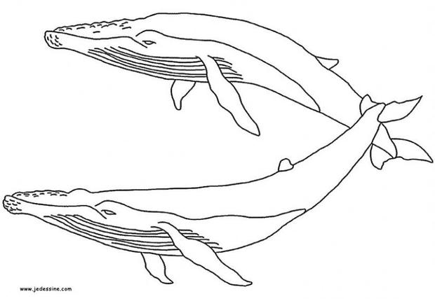 sperm whale coloring page