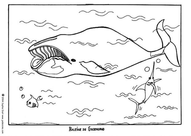 Whale Of Greenland Coloring Pages Hellokids Com