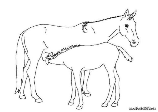baby horses coloring pages - photo #31