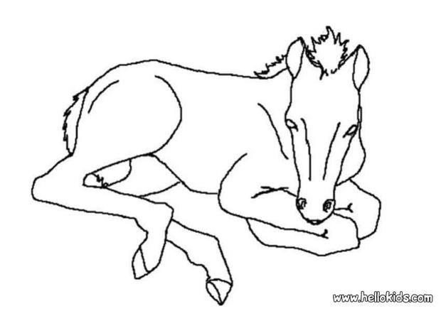 Foal coloring pages Hellokidscom