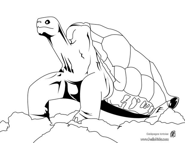 galapagos turtle coloring pages - photo #6