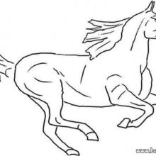 Horse Coloring Pages 51 Animals Of The World Coloring Books For Kids Children S Favorite Animals Coloring Pages All The Animals To Color In Online And Print Out For Children