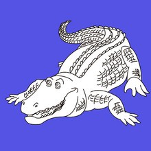Also in ALLIGATOR coloring pages