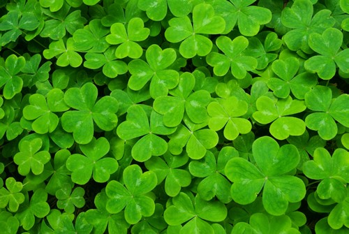 Shamrock