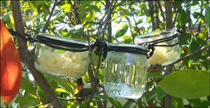 Glass Jar Bird Feeders craft for kids