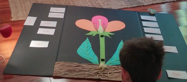 Science: Flower Anatomy 3D project School Lesson