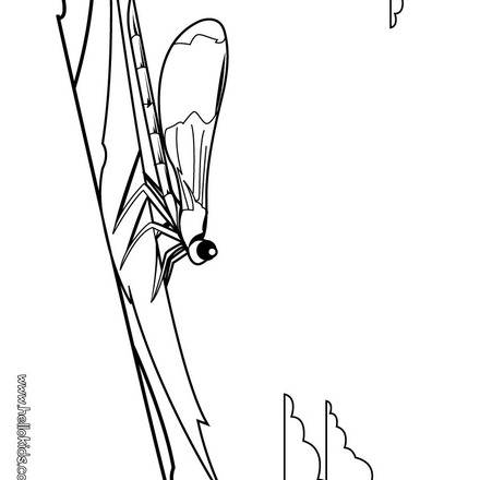 Insect : Drawing for Kids, Coloring pages, Reading & Learning, Kids