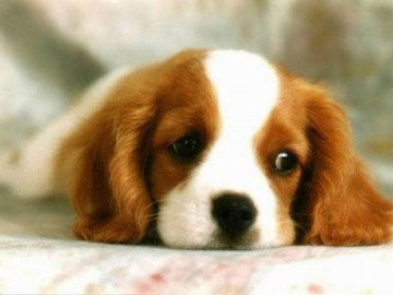 Dog lovers