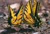 We love butterflies