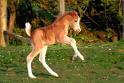 The pony krazzy club