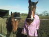 I love horses/ponies!!! �