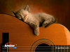cool cats