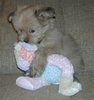 Puppy Lovers Group/Club