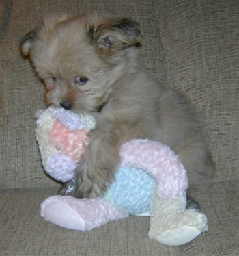Puppy Lovers Group/Club