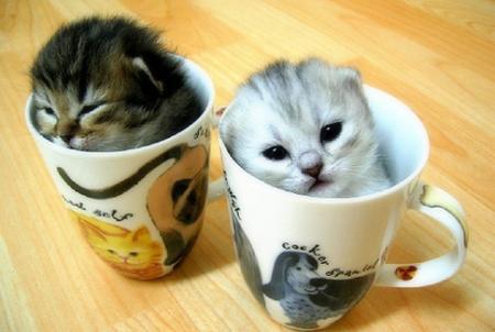 puppies-and-kitten lovers group