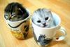 puppies-and-kitten lovers group