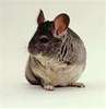 SAVE THE CHINCHILLAS!!