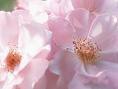 The Flower Group