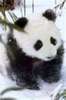 panda group!!!!!!!!!!!!