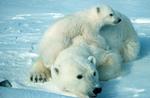 SAVE THE POLARBEARS!!!!!!!!!