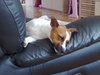 pet pic