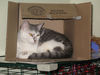 Kittie Kats