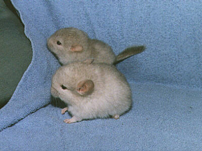 The Chinchillas Group