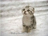 The cute animals club