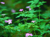 Flower club