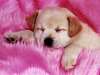 love is everything